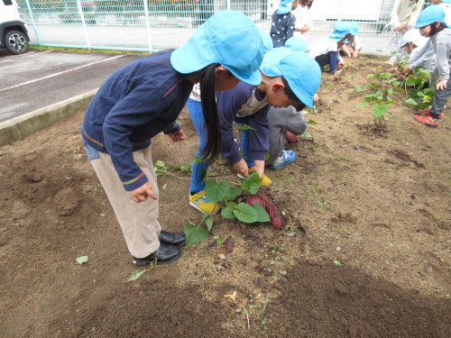 年中組 さつまいも堀り